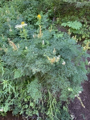 Corydalis caseana brachycarpa