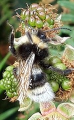 Bombus cryptarum
