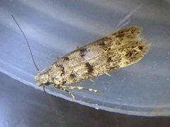 Bryotropha domestica