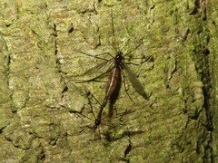 Ptychoptera albimana