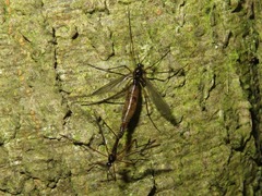 Ptychoptera albimana