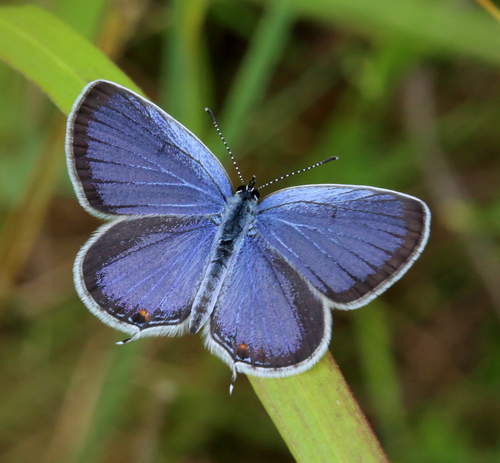 Eastern Tailed-Blue, photo 9 of 9