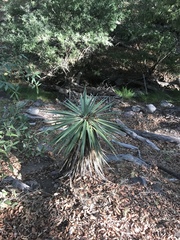 Yucca madrensis