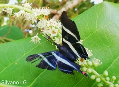 Rhetus arcius thia