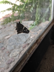 Codatractus arizonensis