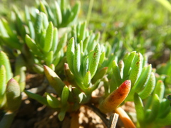 Lampranthus peacockiae
