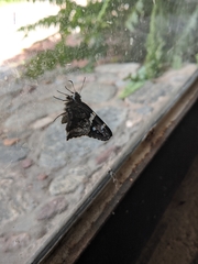 Codatractus arizonensis