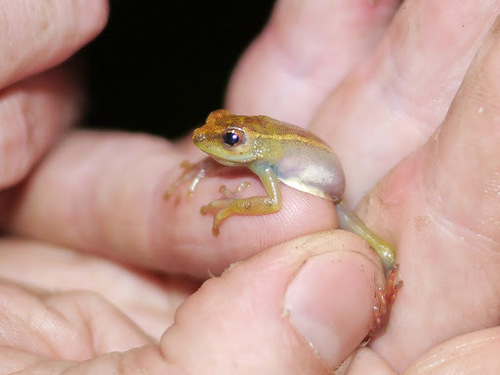 Hyperolius ocellatus