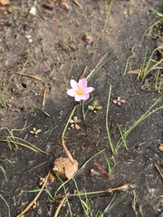 Zephyranthes fosteri