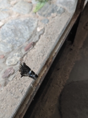 Codatractus arizonensis