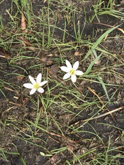 Zephyranthes fosteri