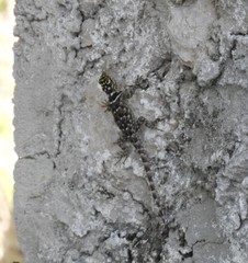 Sceloporus serrifer