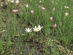 Zephyranthes fosteri