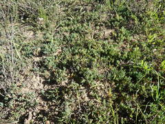 Lampranthus peacockiae