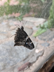 Codatractus arizonensis