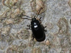 Phratora laticollis