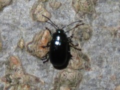 Phratora laticollis