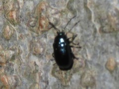 Phratora laticollis