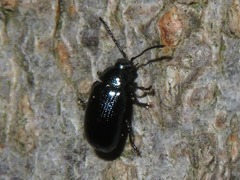 Phratora laticollis