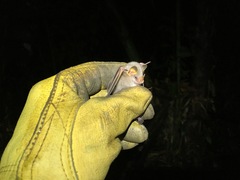 Mesophylla macconnelli