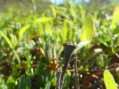 Lampranthus peacockiae