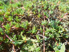 Lampranthus peacockiae