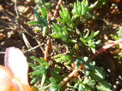 Lampranthus peacockiae