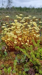 Splachnum luteum