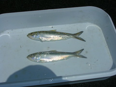 Alosa chrysochloris