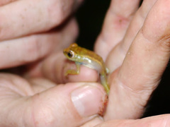 Hyperolius ocellatus