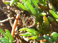 Lampranthus peacockiae