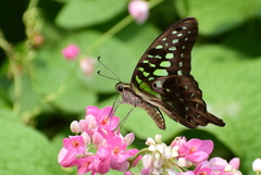 Graphium agamemnon