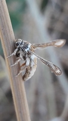 Microsphecia brosiformis