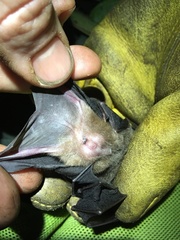 Mesophylla macconnelli