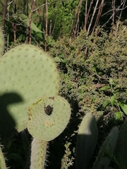 Cactophagus spinolae