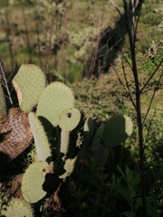 Cactophagus spinolae