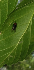 Calyptratae