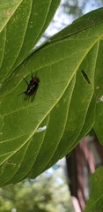 Calyptratae