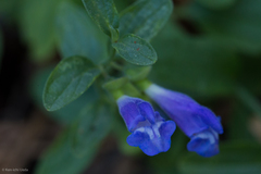 Scutellaria antirrhinoides