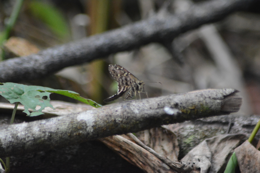 Codatractus rowena