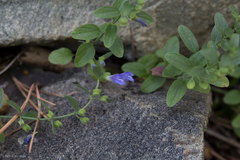 Scutellaria antirrhinoides