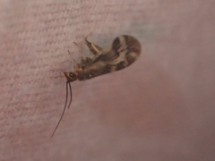 Climacia californica