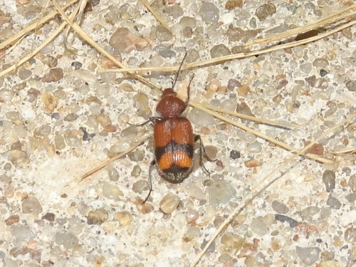 Panagaeus fasciatus photo 4