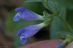 Scutellaria antirrhinoides