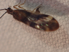 Climacia californica