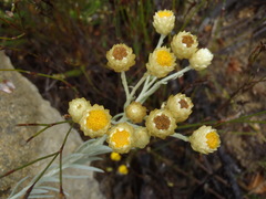 Achyranthemum mucronatum