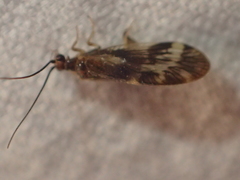 Climacia californica