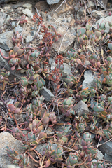 Sedum kiersteadiae
