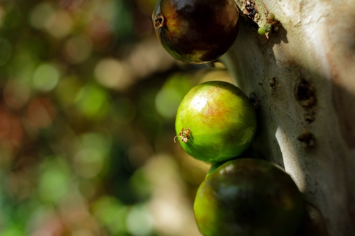 Jaboticaba (Plinia cauliflora)