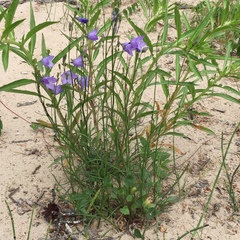 Campanula petiolata